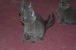 x mas russian blue kitte for sale.