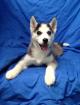 Male and female siberian husky puppies for sale