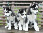 beautiful siberian husky puppies ready for adoption.contact via(schlussmark@gmail.com)