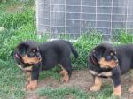 Cute male and female Rottweiller puppies for a caring homecontact via(schlussmark@gmail.com) 