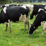 dairy cattle,sheep and goats for sale